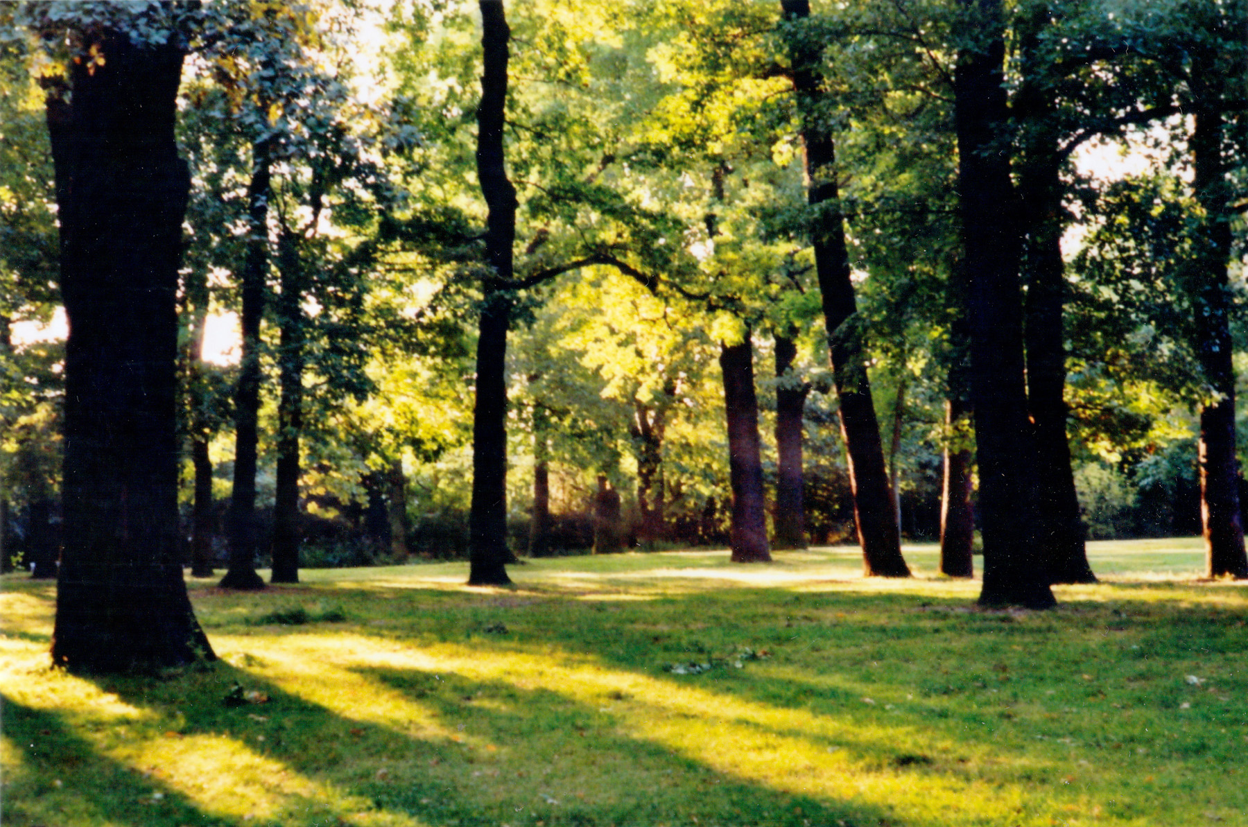 Hasenheide Old Growth Trees