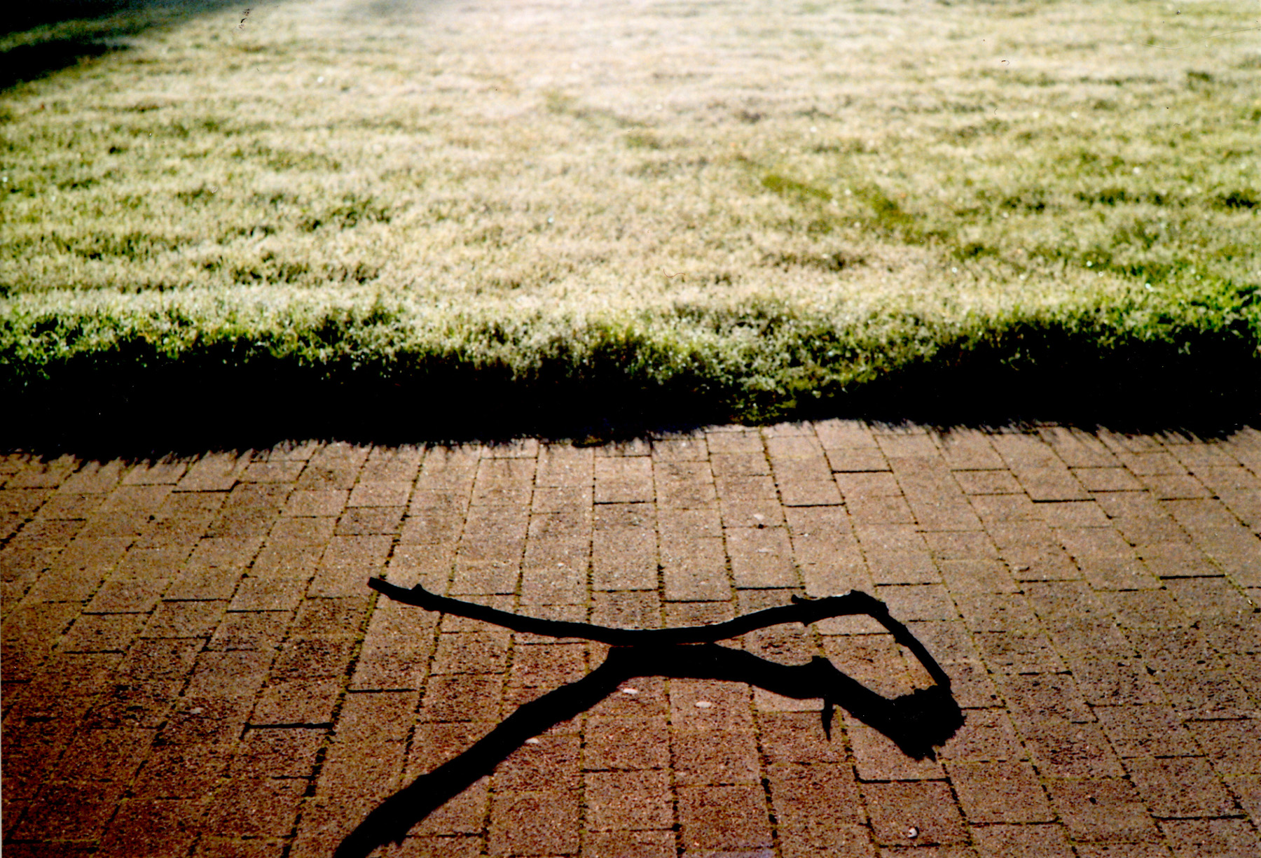 Stick Shadow And Dew