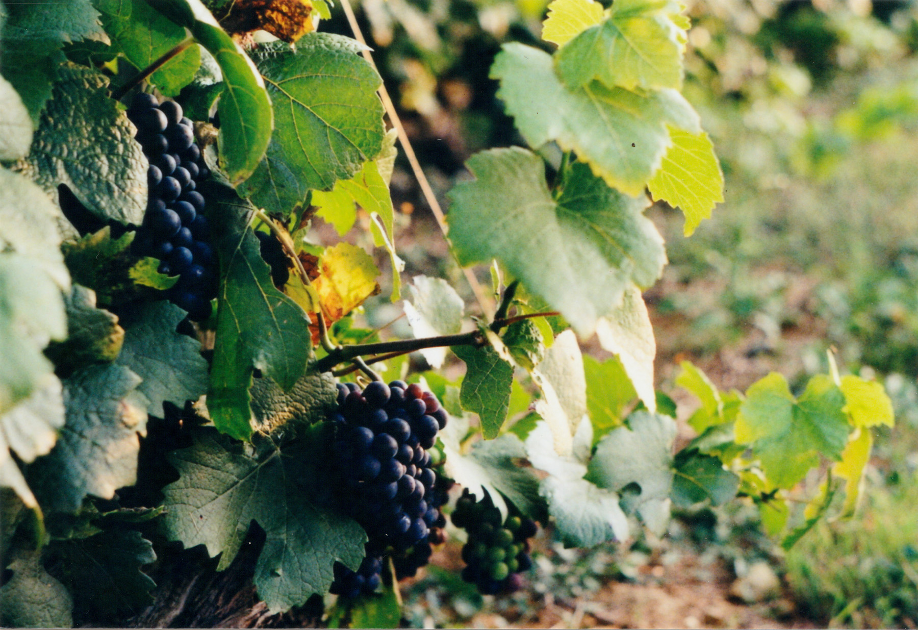 Grapes