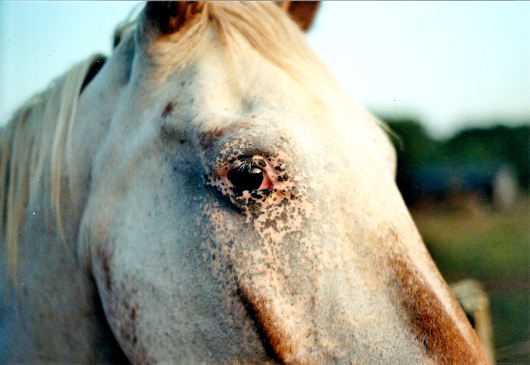 Horse Eye