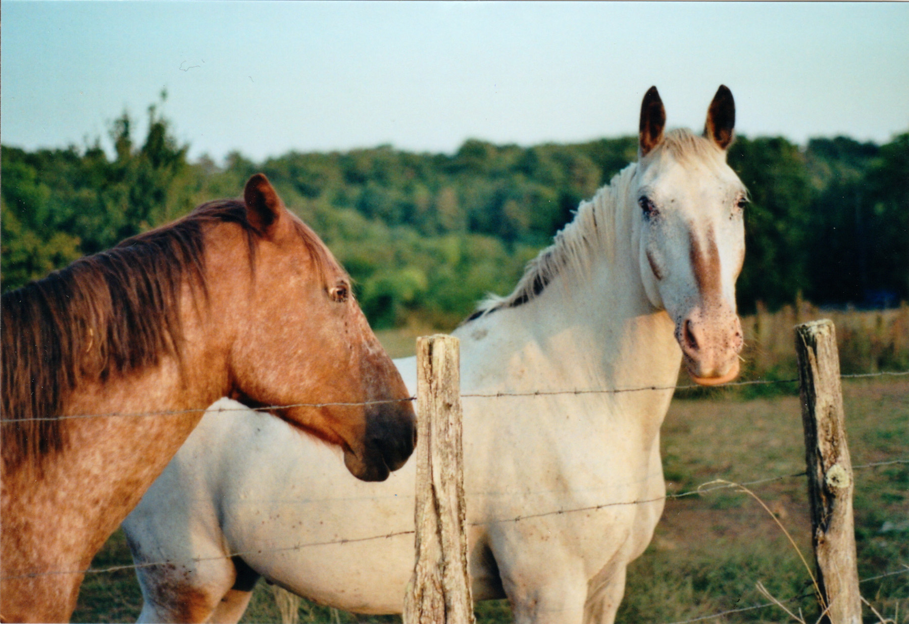 Horses